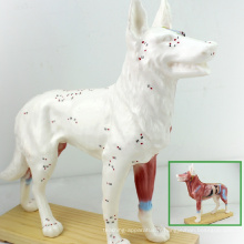 A05 (12005) Chien de vétérinaire en plastique Canine Anatomique Acupuncture Modèles 12005